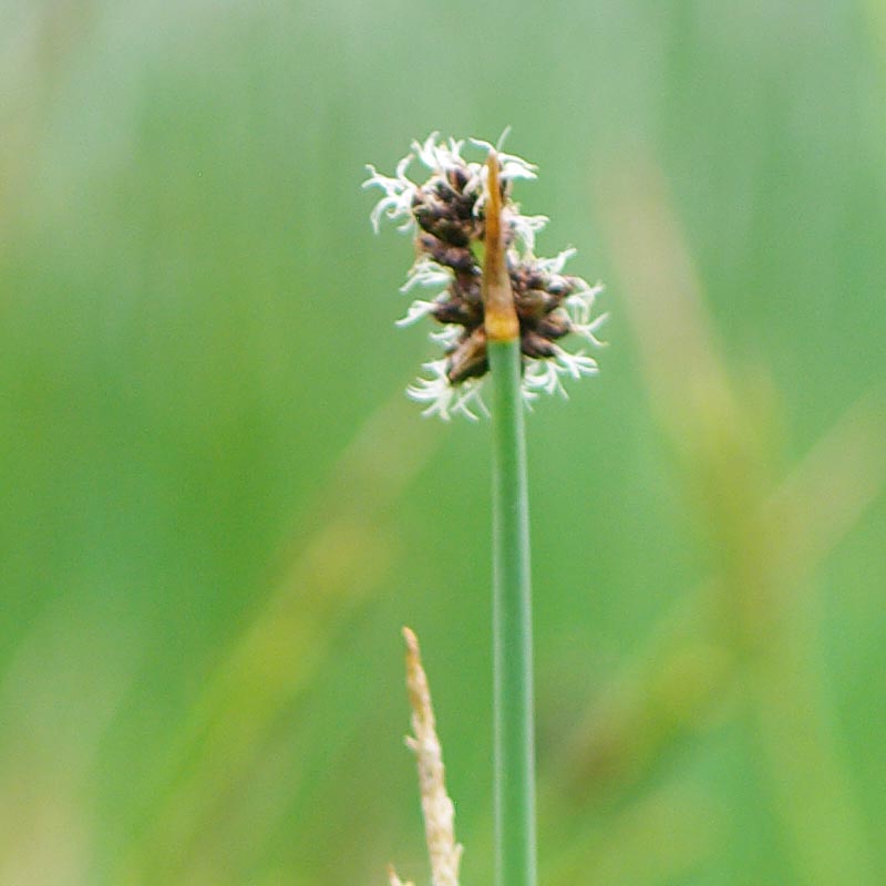 Inflorescence