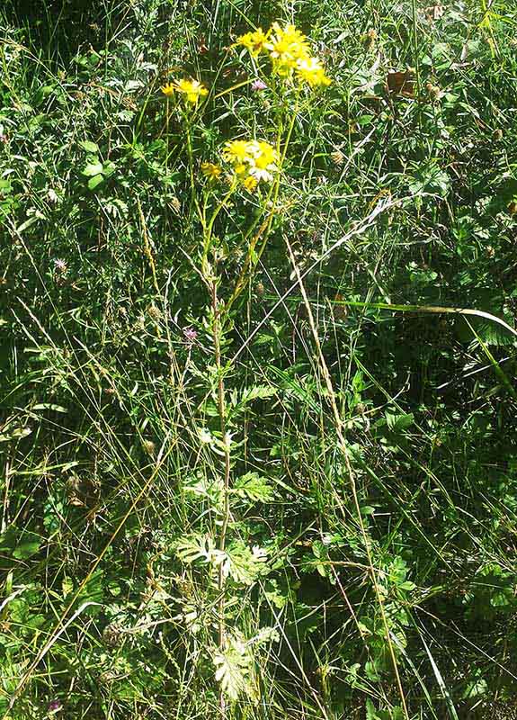 Anthemis sp-1a-Arques-5 09 2017-ALG.jpg