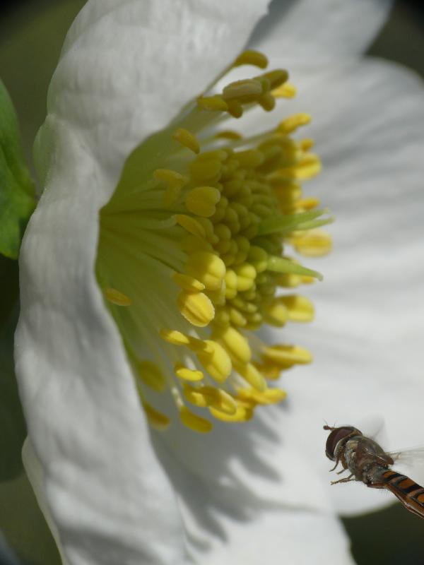 helleborus.jpg