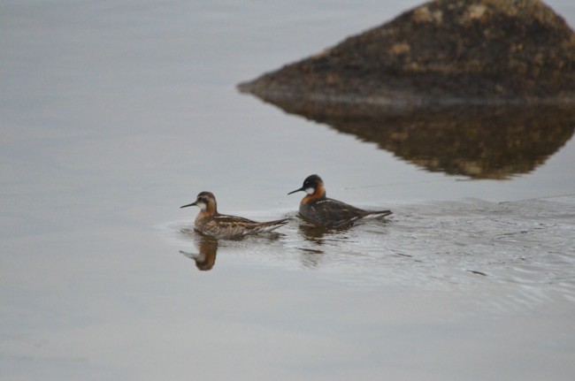 117b-Phalarope à bec étroit.jpg