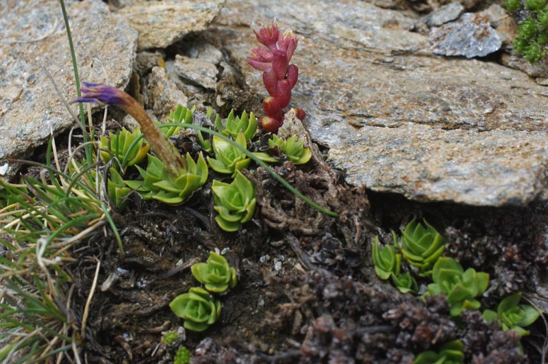 Gentiana schleicheri