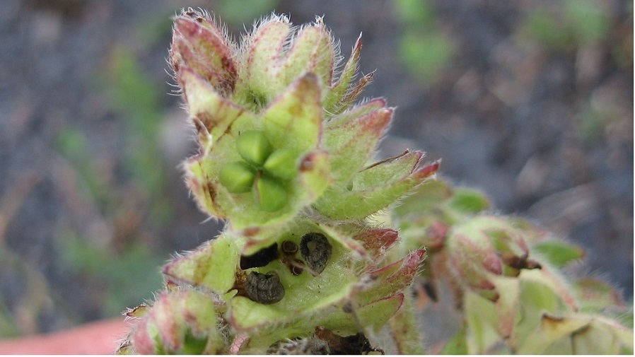 Anchusa officinalis.jpg