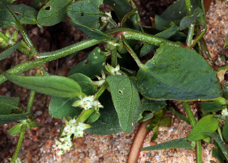 Amaranthacées - Chenopodium red 1.jpg
