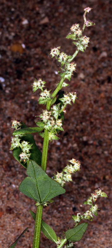 Amaranthacées - Chenopodium red 2.jpg