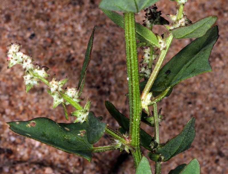 Amaranthacées - Chenopodium red 3.jpg