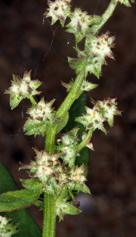 Amaranthacées - Chenopodium red 4.jpg