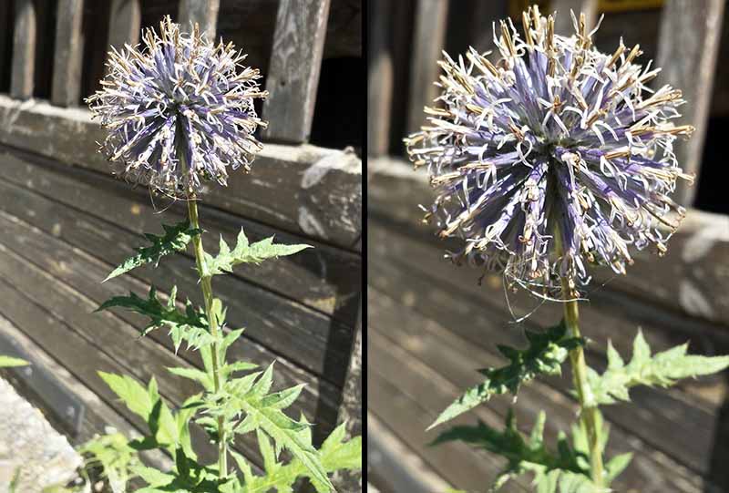 Echinops exaltatus-3aFl-Félines-22 08 2016-LG.jpg