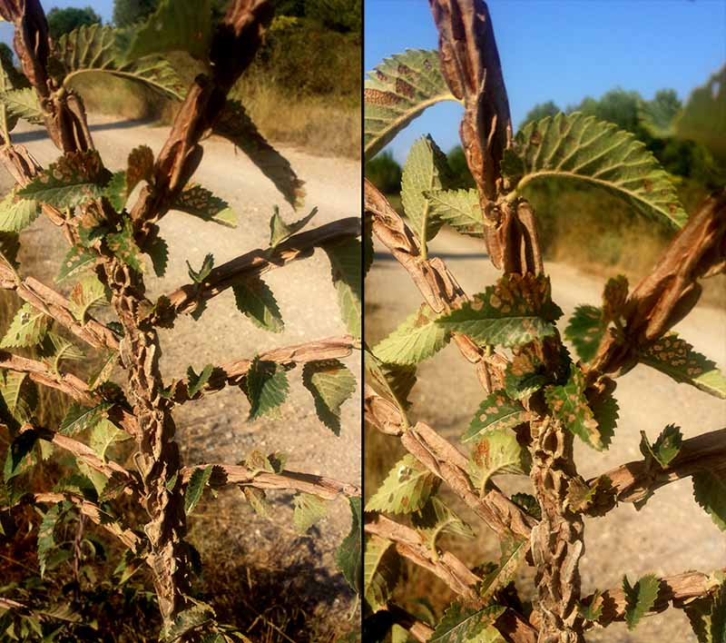 Prunus spinosa malade-1b-Azille-23 09 2017-LG.jpg