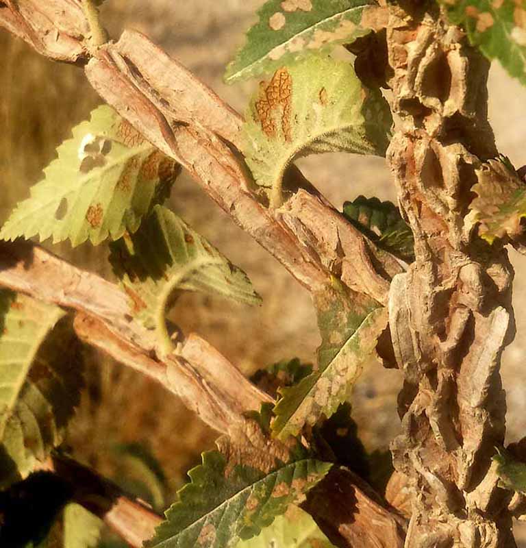 Prunus spinosa malade-1c-Azille-23 09 2017-ALG.jpg