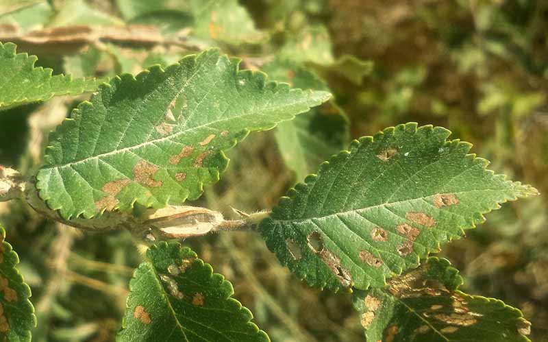 Prunus spinosa malade-1d-Azille-23 09 2017-LG.jpg
