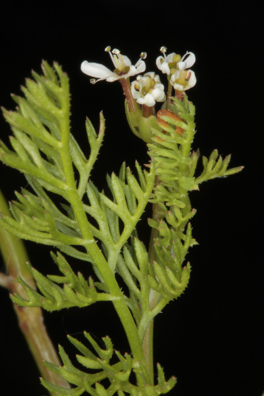 Apiacées - Scandix australis red.jpg