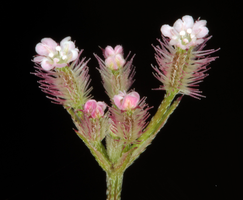 Apiacées - Torilis leptophylla - red.jpg