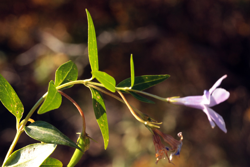 Apocynacées - Vinca difformis  (Pervenche intermédiare) - red.jpg