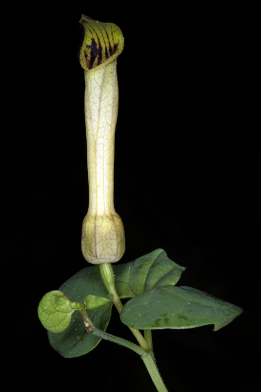 Aristolochiacées - Aristolochia paucinervis red.jpg