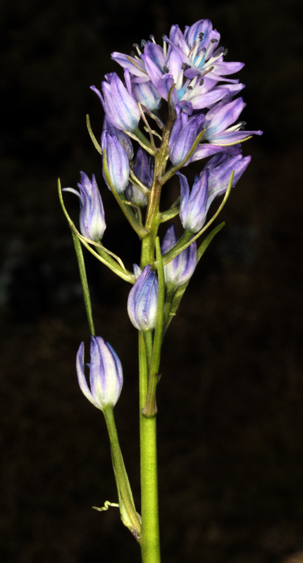 Asparagacées - Hyacinthoides reverchonii - red.jpg