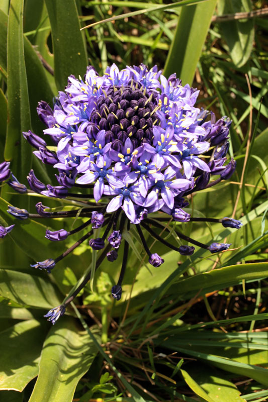 Asparagacées - Oncostema (= Scilla) peruviana (Scille du Prérou) - red.jpg