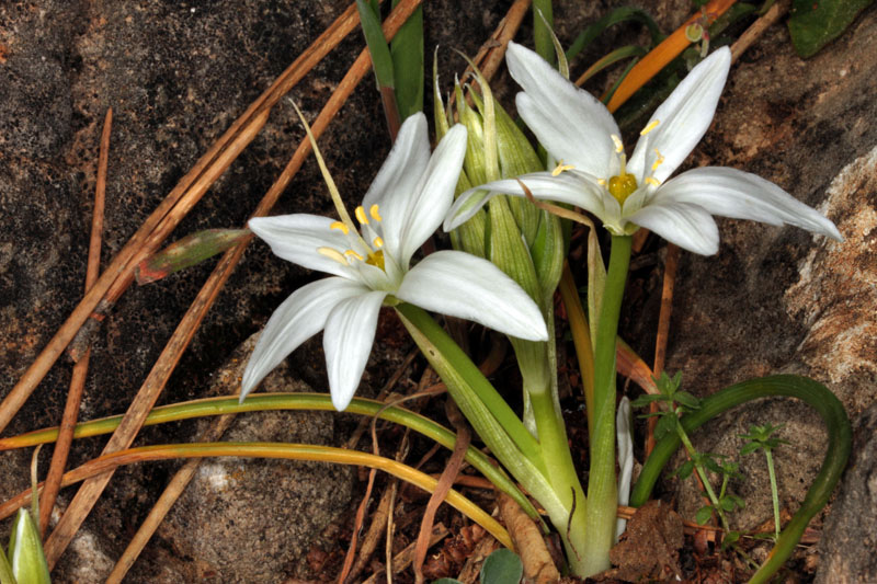 Asparagacées - Ornithogalum collinum - ref.jpg