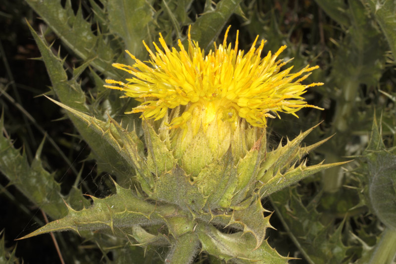 Asteracées - Carthamus arborescens - red.jpg