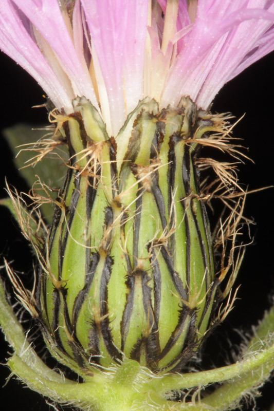 Asteracées - Centaurea pullata Red 2.jpg