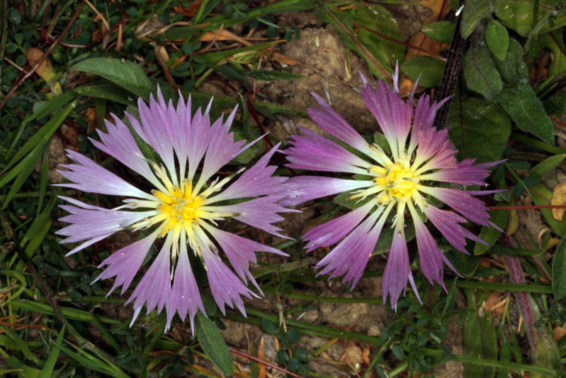 Asteracées - Centaurea pullata red.jpg