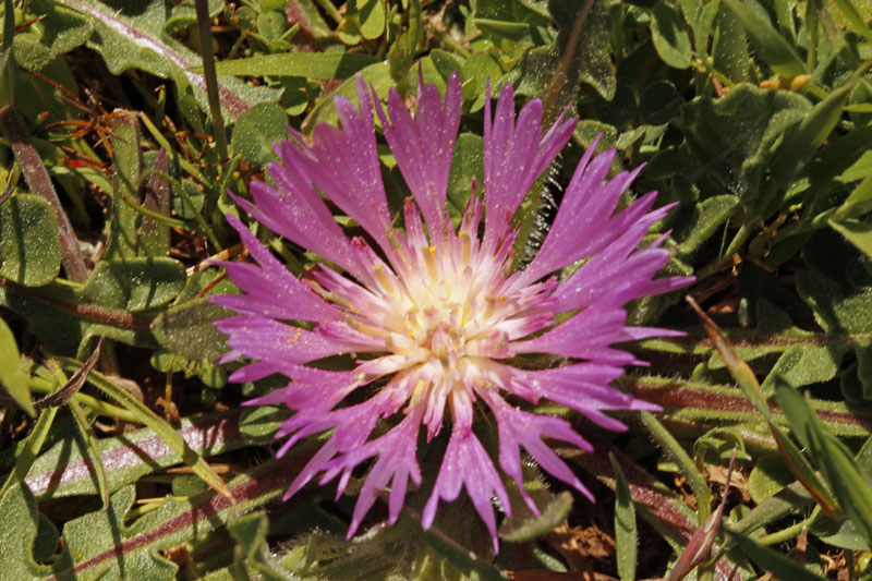 Asteracées - Centaurea sphaerocephala subsp. polyacantha  (C à tête ronde) - red.jpg