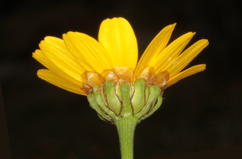 Asteracées - Coleostephus myconis (Chrysanthème de Mykonos) - red.jpg