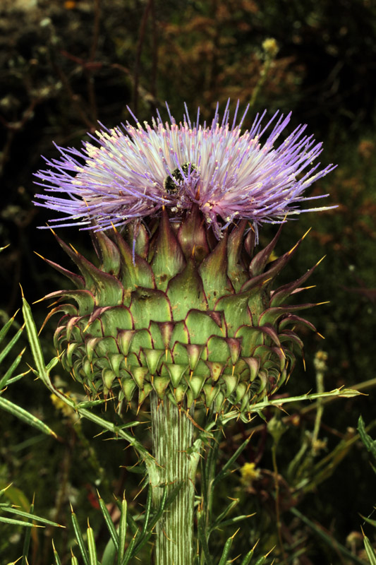 Asteracées - Cynara humilis - red.jpg