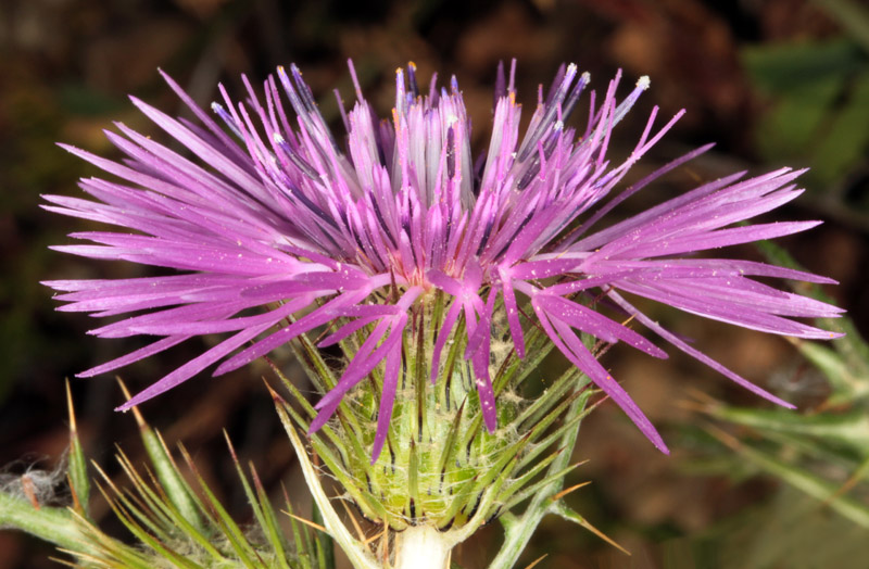 Asteracées - Galactites tomentosus (Chardon laiteux) - red.jpg