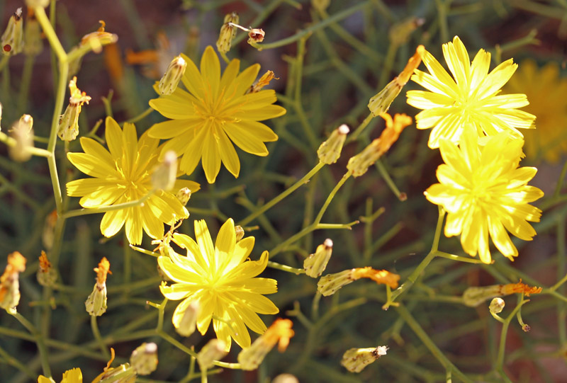 Asteracées - Launaea arborescens - Red.jpg