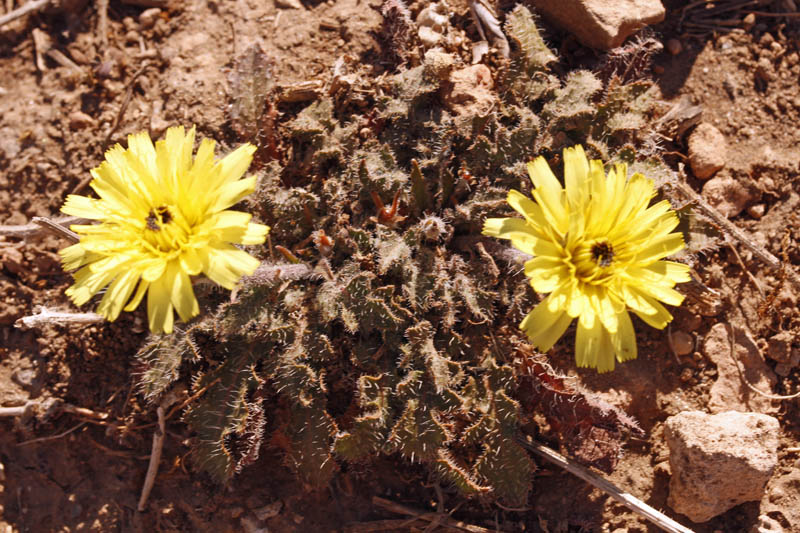 Astéracées - Picris hispanica - red.jpg