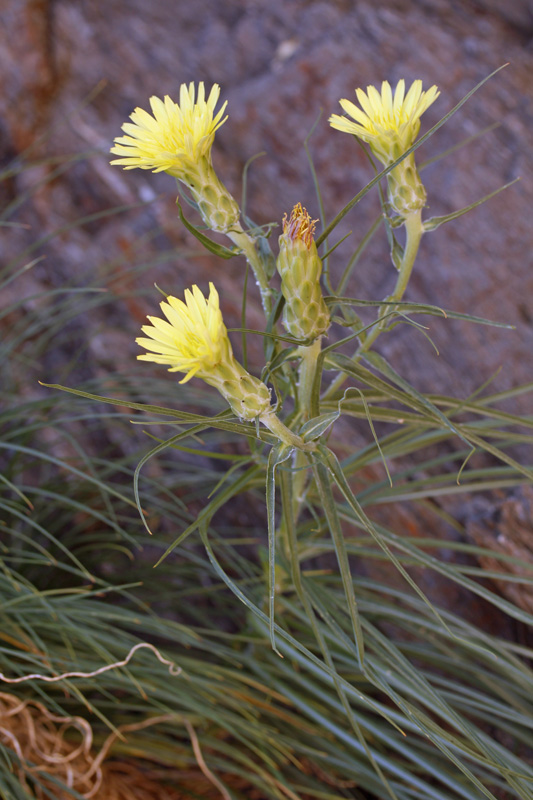 Astéracées - Scorzonera graminifolia - red.jpg