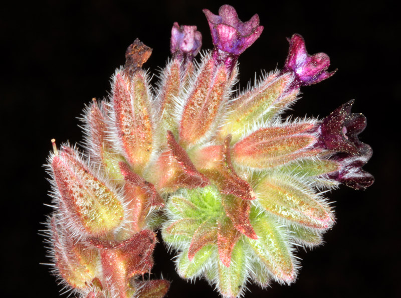 Boraginacées - Anchusa undulata - red.jpg