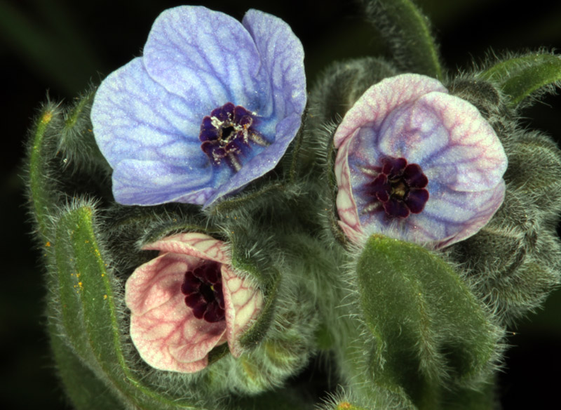 Boraginacées - Cynoglossum creticum red.jpg