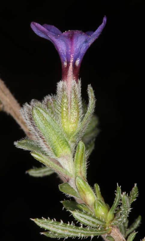 Boraginacées - Glandura prostrata ssp lusitanica  (Grémil prostré ) - red.jpg