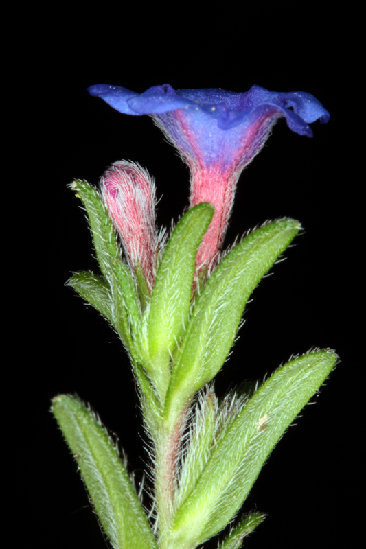 Boraginacées - Lithodora fruticosa (Grémil ligneux) - red.jpg