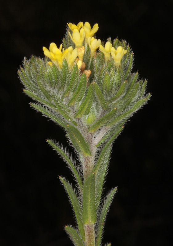 Boraginacées - Neatostema apulum (Grémil des Pouilles) - red.jpg