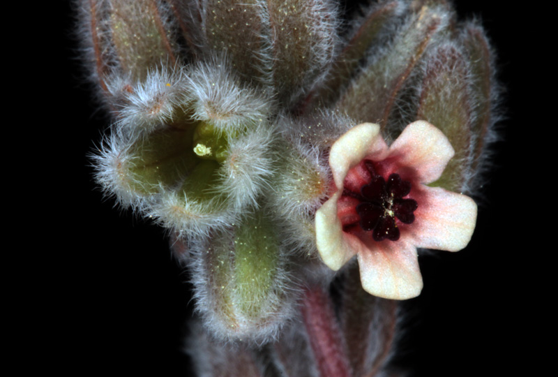 Boraginacées - Pardoglossum cherifolium red.jpg