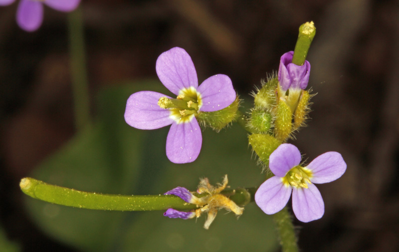 Brassicacées - Arabis verna (Arabette de printemps) - red.jpg