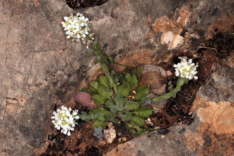 Brassicacées - Lepidium calycotrichum - red.jpg