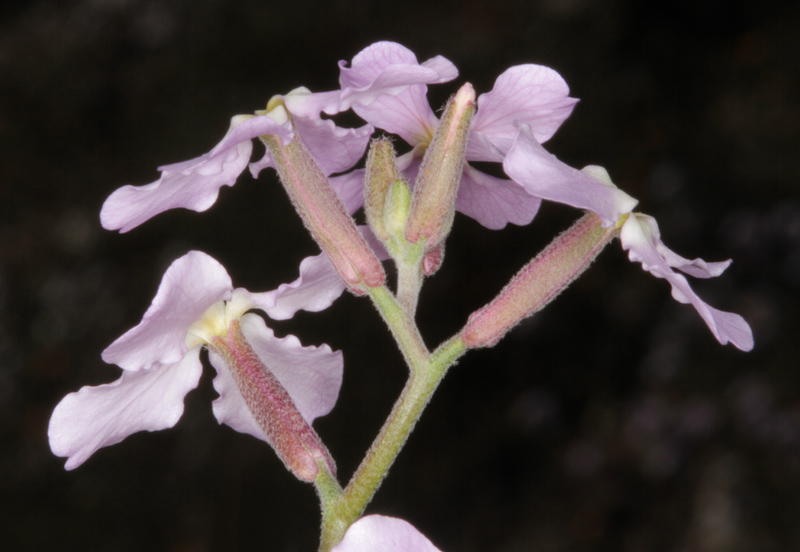 Brassicacées - Matthiola lunata red.jpg