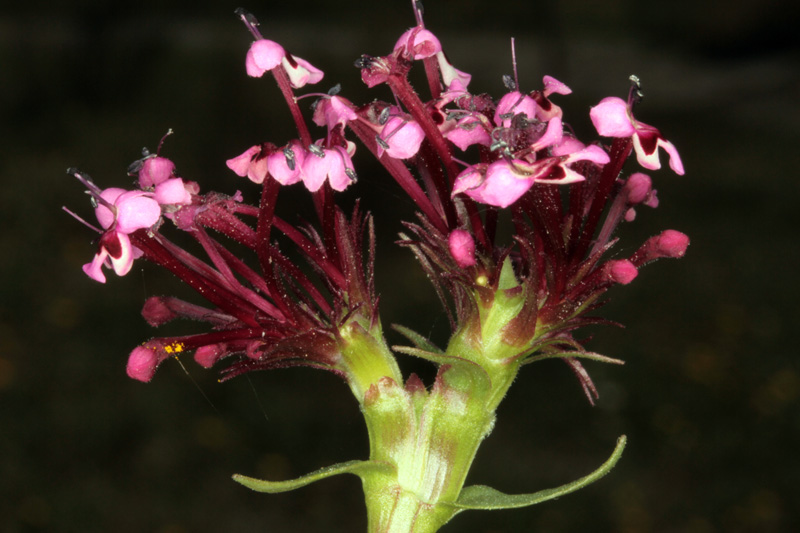 Caprifoliacées - Fedia cornucopiae - red.jpg