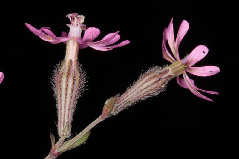 Caryophyllacées - Silene colorata (S. coloré) - red 2.jpg