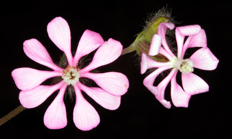 Caryophyllacées - Silene colorata red.jpg