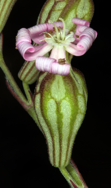 Caryophyllacées - Silene secundiflora - red.jpg