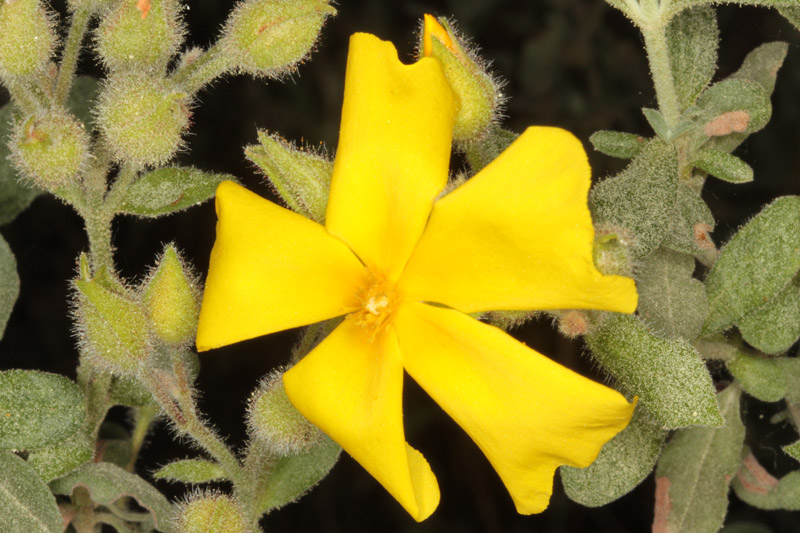 Cistacées - Cistus lasianthus - red.jpg