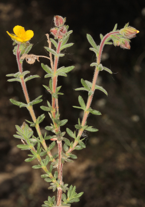 Cistacées - Fumana thymifolia red 2.jpg