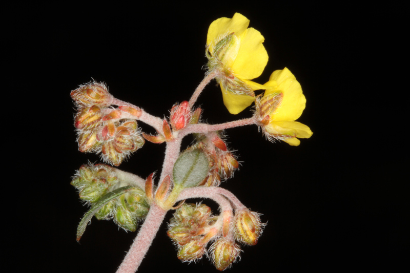 Cistacées - Helianthemum cinereum ssp rotundifolium - red.jpg
