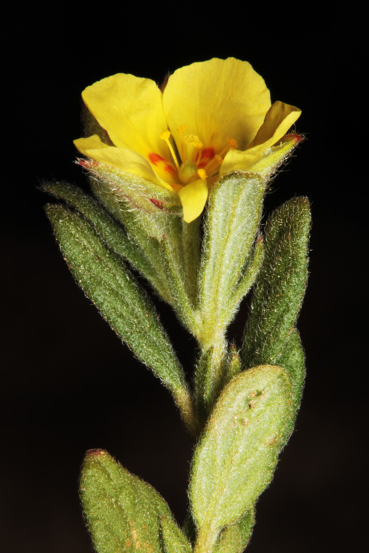 Cistacées - Helianthemum salicifolium red.jpg