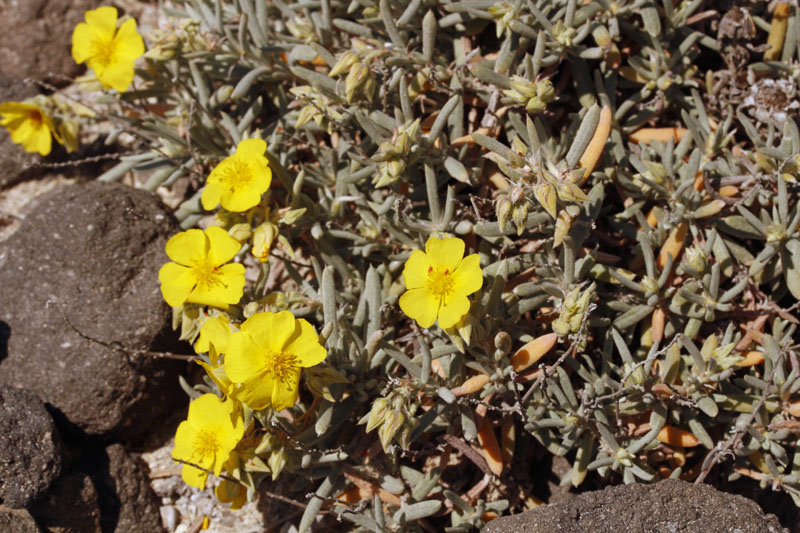 Cistacées - Helianthemum syriacum - red.jpg