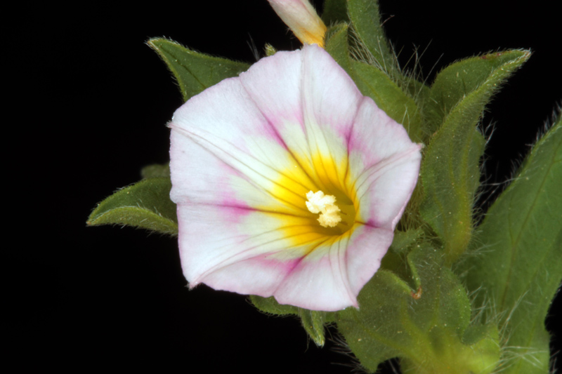 Convolvulacées - Convolvulus humilis (Liseron humble) - red.jpg